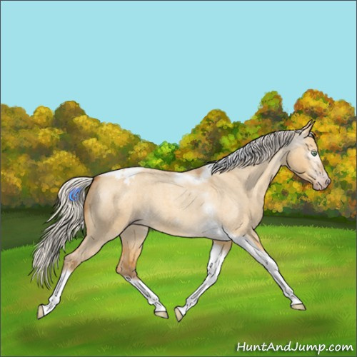Horse Color:Gray Silver Amber Cream Champagne Roan Dun Splash Tobiano Frame Appaloosa Rabicano 