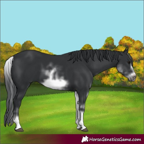 Horse Color:White Spotted Black Sabino Frame