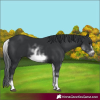 Horse Color:White Spotted Black Sabino Frame