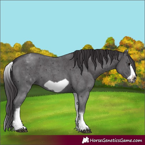 Horse Color:White Spotted Smoky Black Sabino Frame 