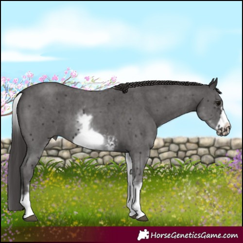 Horse Color:White Spotted Smoky Black Sabino Frame 