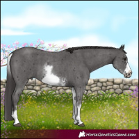 Horse Color:White Spotted Smoky Black Sabino Frame 