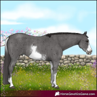 Horse Color:White Spotted Smoky Black Sabino Frame 