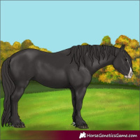 Horse Color:Smoky Black Splash 