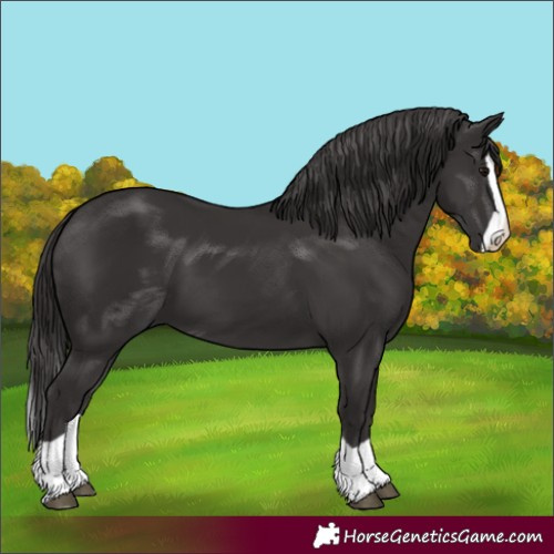 Horse Color:Smoky Black Splash 