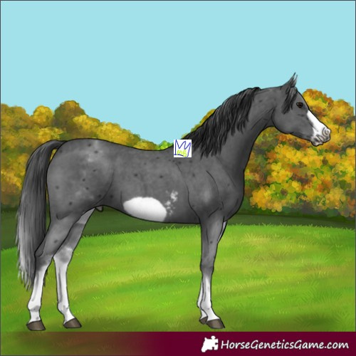 Horse Color:White Spotted Black Sabino Frame 