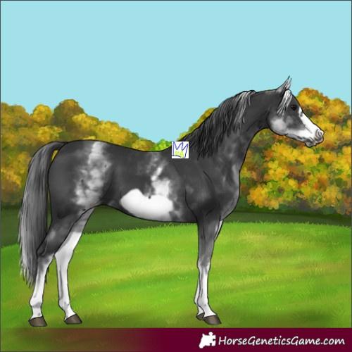 Horse Color:White Spotted Black Frame 