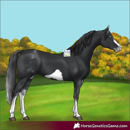 Horse Color:White Spotted Black Frame 