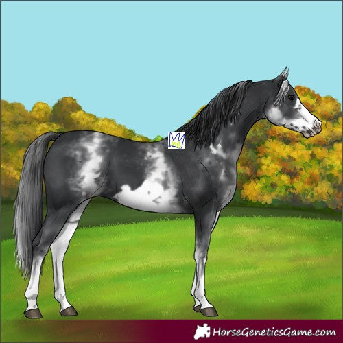 Horse Color:White Spotted Black Frame