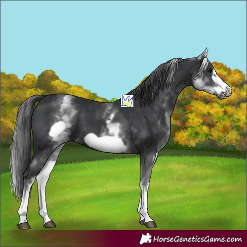 Horse Color:White Spotted Black Frame 