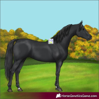 Horse Color:Black 