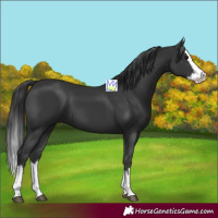Horse Color:Black Splash