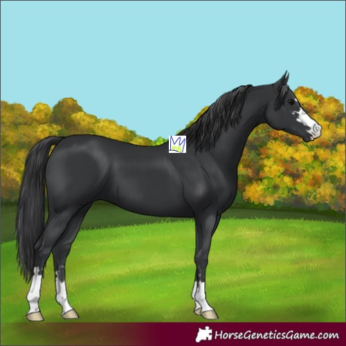 Horse Color:Black 