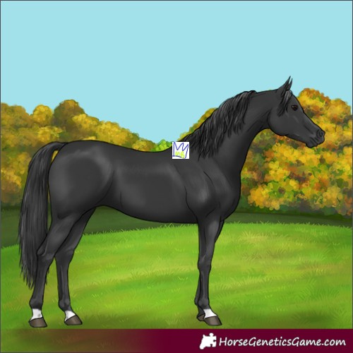 Horse Color:Black 