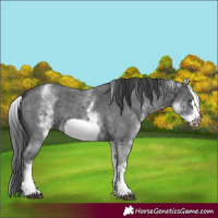 Horse Color:White Spotted Black Sabino Frame
