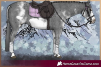 Horse Color:White Spotted Black Sabino Frame