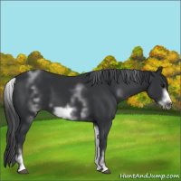 Horse Color:White Spotted Black Sabino Frame 