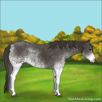 Horse Color:White Spotted Smoky Black 