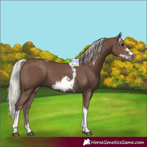 Horse Color:Silver Black Sabino Tobiano Frame Rabicano 