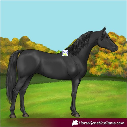 Horse Color:Black 