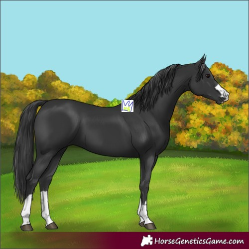 Horse Color:Black 