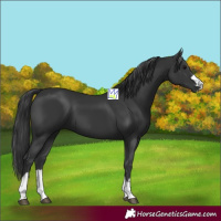 Horse Color:Black 