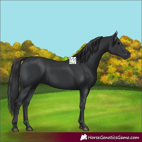 Horse Color:Black 