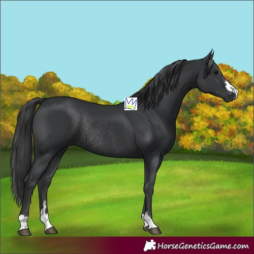 Horse Color:Black Rabicano 