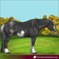 Horse Color:White Spotted Black Sabino Frame
