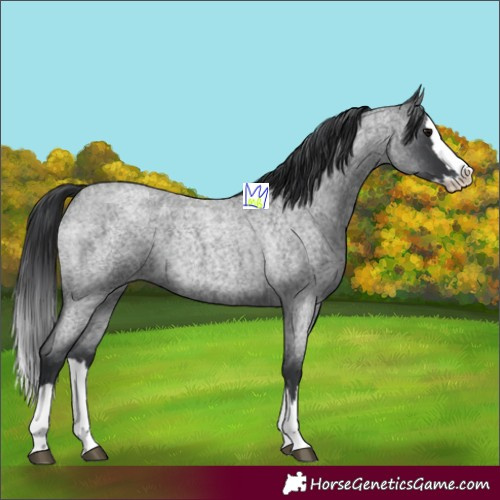 Horse Color:Blue Roan Splash 
