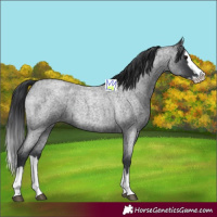 Horse Color:Blue Roan Splash 