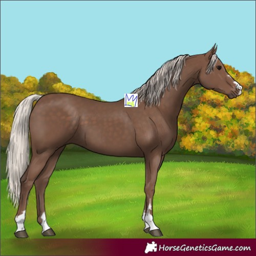 Horse Color:Silver Black 