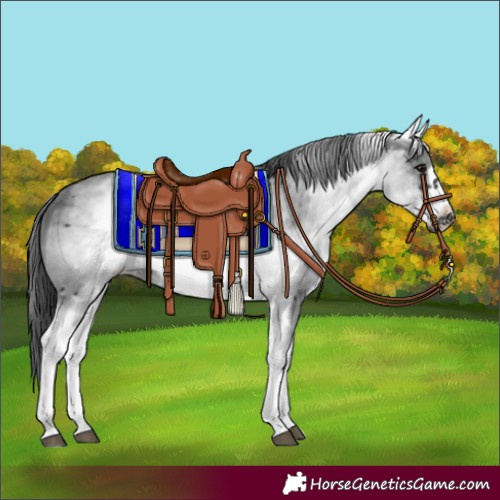 Horse Color:White Spotted Black Sabino Frame 