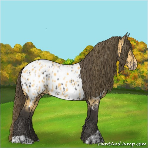 Horse Color:Smoky Black Appaloosa  and Buckskin Appaloosa 