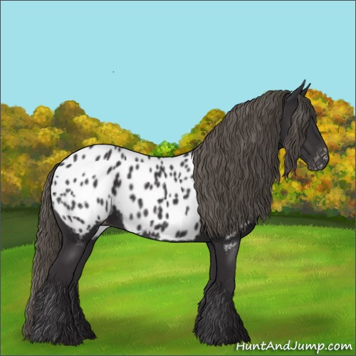 Horse Color:Smoky Black Appaloosa
