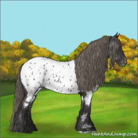Horse Color:Smoky Black Appaloosa