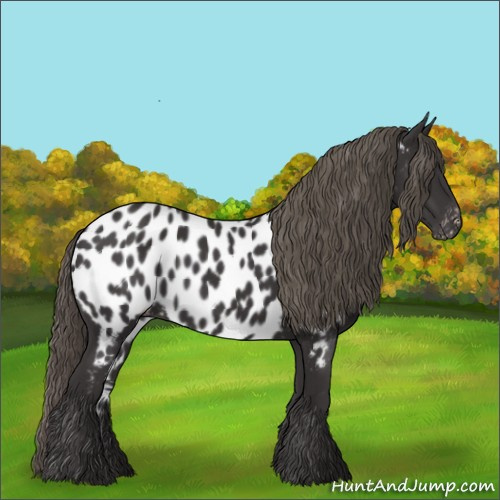 Horse Color:Smoky Black Appaloosa 