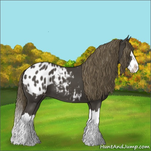 Horse Color:Smoky Black Splash Appaloosa 