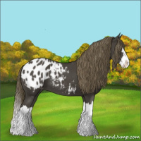 Horse Color:Smoky Black Splash Appaloosa