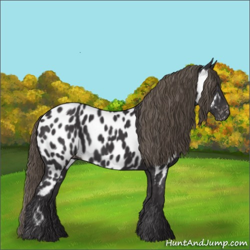 Horse Color:Smoky Black Appaloosa 