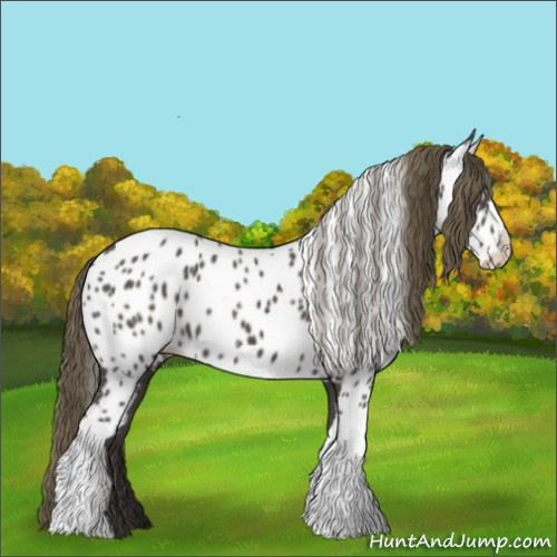 Horse Color:Smoky Black Appaloosa 