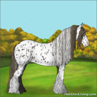 Horse Color:Smoky Black Appaloosa 