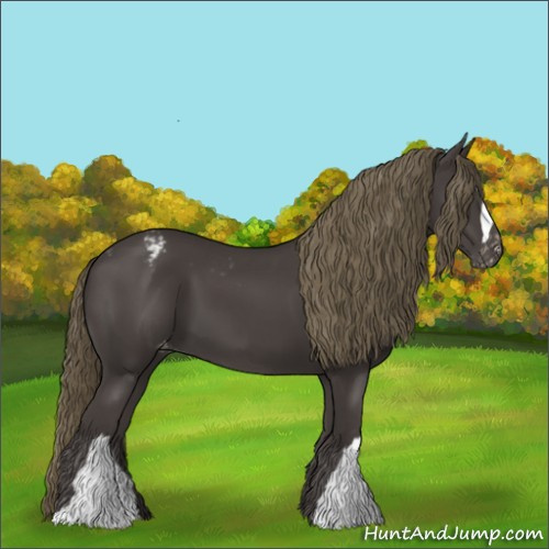 Horse Color:Smoky Black Appaloosa 