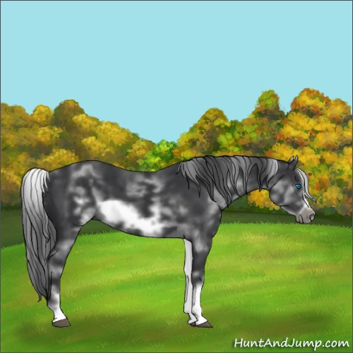 Horse Color:White Spotted Black Sabino Frame 