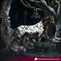 Horse Color:Black Splash Appaloosa 