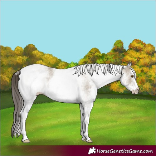 Horse Color:White Spotted Classic Cream Champagne 