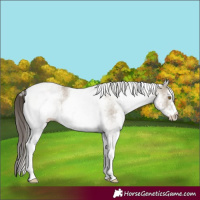 Horse Color:White Spotted Classic Cream Champagne 