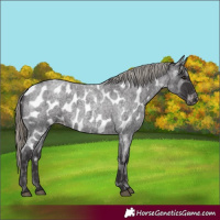 Horse Color:Smoky Blue Roan Appaloosa