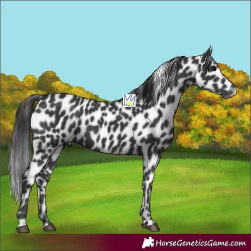 Horse Color:Black Appaloosa 