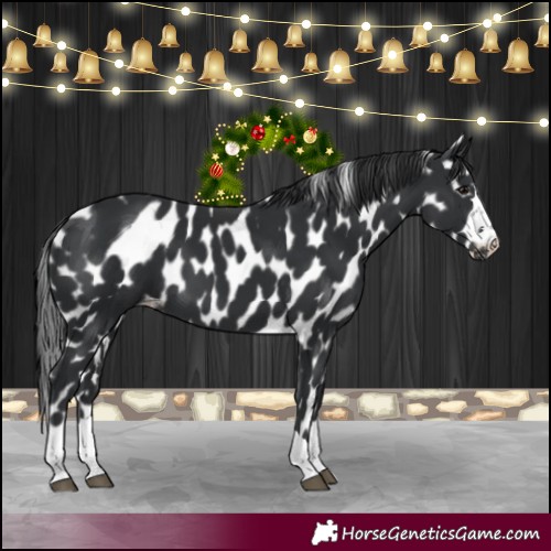 Horse Color:Black Appaloosa